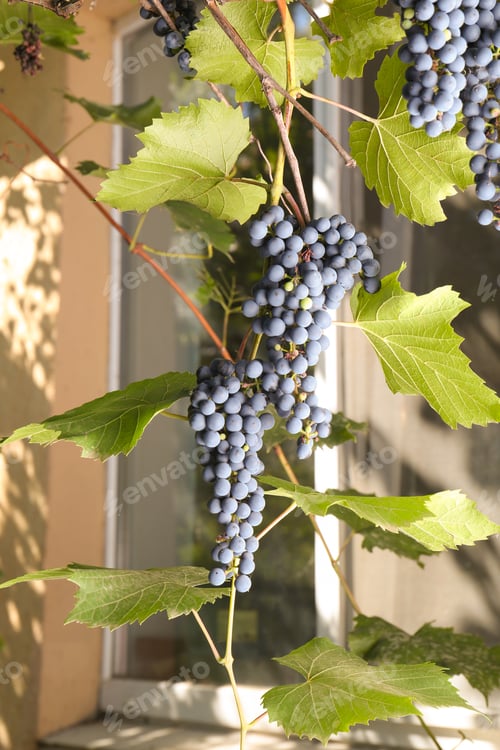 Preview: Ripe juicy grapes growing on branch in vineyard near building