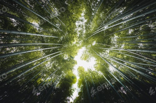 Preview: Bamboo forest in Arashiyama, Japan