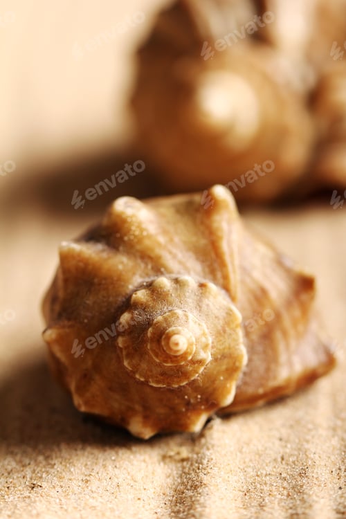 Preview: Seashells on the sand