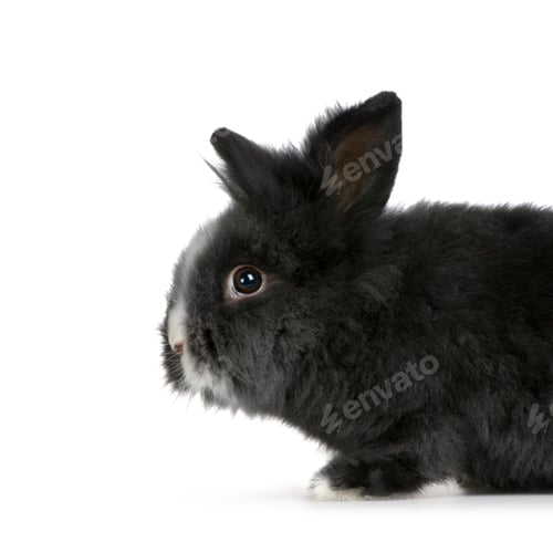 Preview: dwarf rabbit