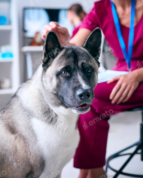 Preview: Close Up Of Female Vet Examining And Stroking Pet Akita Dog In Surgery With Colleague At Computer
