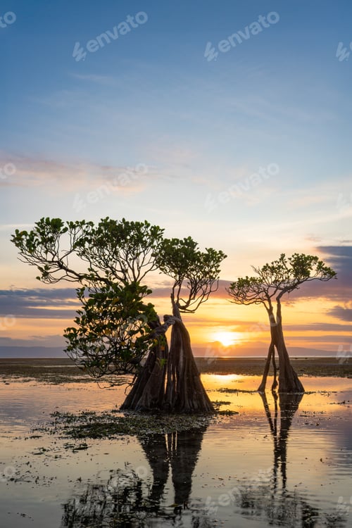 Preview: Dancing Mangrove Trees of Sumba Island in Indonesia.