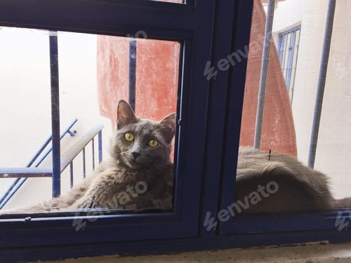 Preview: Gray Cat Gazing Out Through Blue-Framed Window