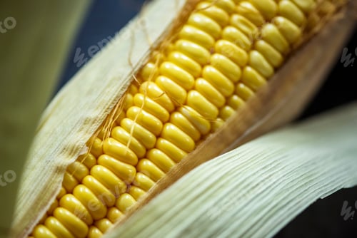 Preview: Closeup of fresh organic corn in stalk