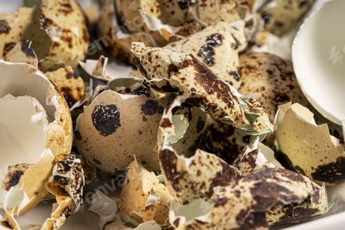 Preview: Broken speckled quail egg shell, cracked eggshell background. Quail farm eggs shell