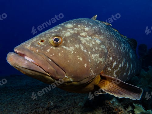 Preview: A big Dusky Mediterranean grouper from Cyprus