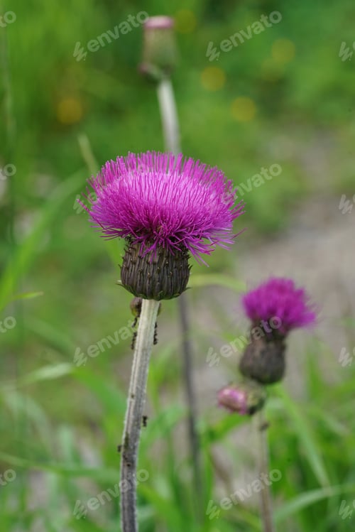 Preview: Vertical closeup of a purple flowering thistle flower, Cirsium heterophyllum