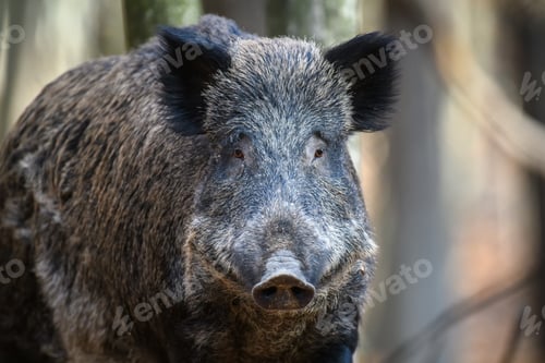 Preview: Portrait male Wild boar in autumn forest