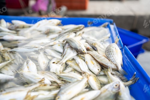 Preview: many Fish on ice in white bucket
