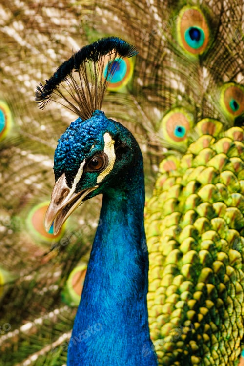 Preview: the peacock is standing near its feathers in an exhibit area
