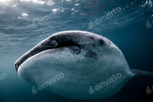 Preview: Whale Shark (Rhincodon typus) swimming in the deep water off Malapascua Island, Cebu, Philippines