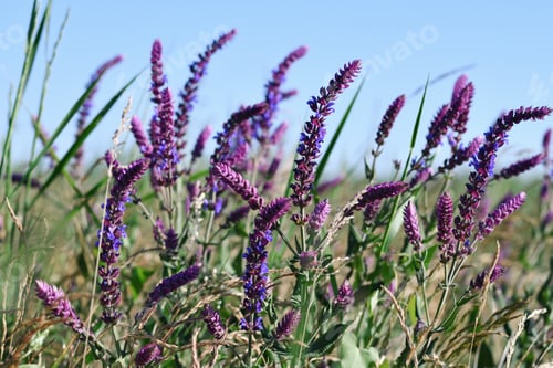 Preview: Salvia flowers on blue sky background