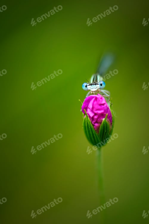 Preview: Beautiful cute dragonfly, White legged Damselfly