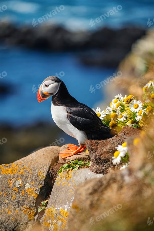 Preview: Puffin bird in Westfjord, Iceland
