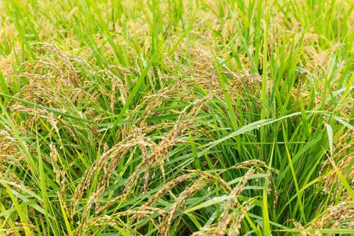 Preview: Rice field
