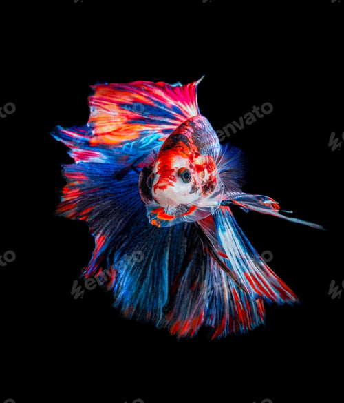 Preview: figting fish