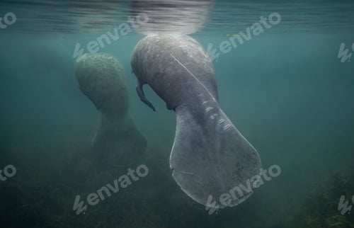 Preview: A Manatee Underwater