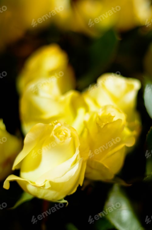 Preview: Yellow means friendship