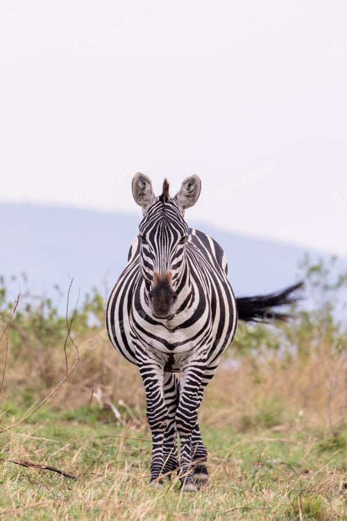 Preview: Zebras Wildlife Wild Animals Savanna Grassland Kenya East Africa