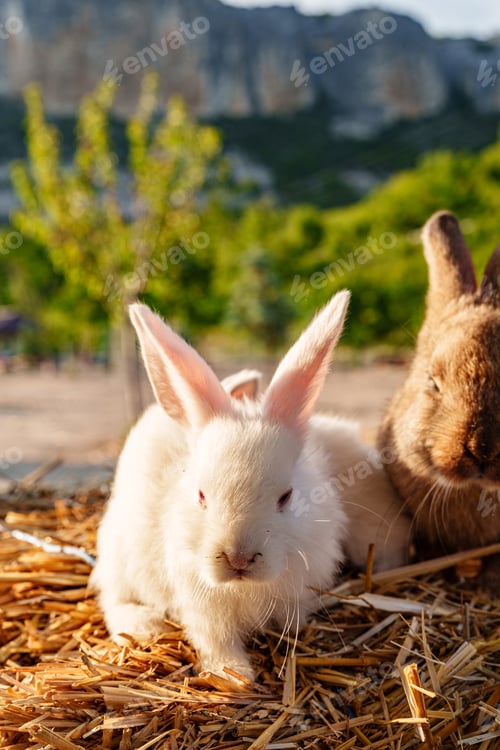 Preview: Cute white rabbit nibbling on a piece of straw in a sunny outdoor setting