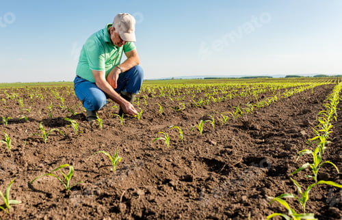 Preview: Senior farmer standing in corn field examining crop.