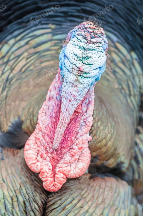Preview: turkey head
