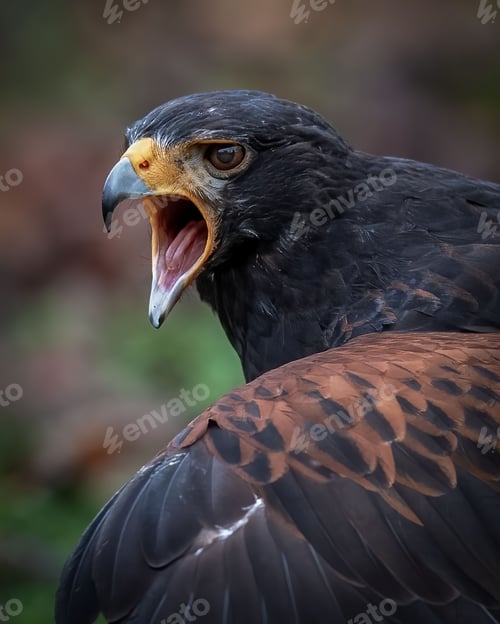 Preview: Harris's Hawk close-up with open beak.