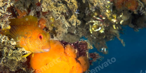 Preview: Ringneck Blenny, Cabo Cope Puntas del Calnegre Regional Park, Spain