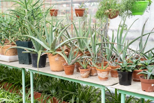 Preview: Growing aloe in greenhouse. Plants in pots in glasshouse for sale in flower shop or retail store