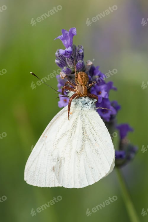 Preview: Crab spider on flower
