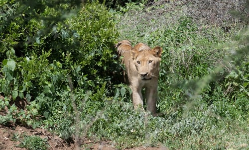 Preview: Young lioness in Manyara National Park