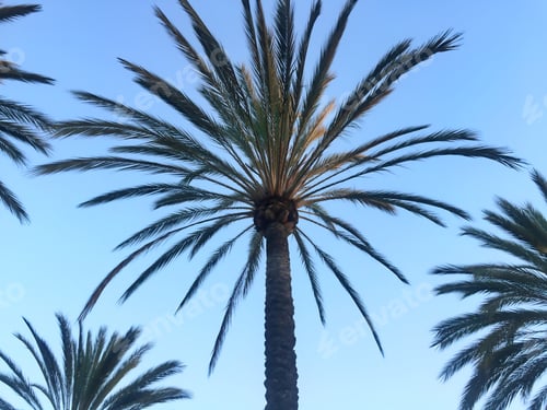 Preview: Looking up to a sky full of palm trees.