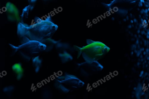 Preview: Selective focus of fishes with neon light on dark background