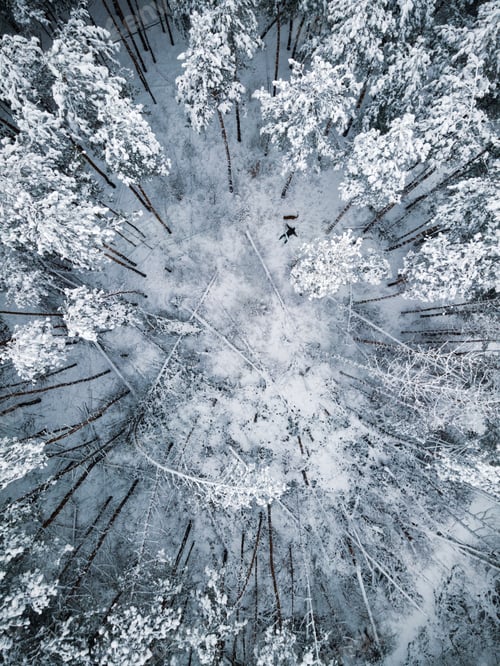 Preview: Man with Dog Funny Scene in Winter Forest. Snow Covered Spruce Trees. Aeriar Drone Top Down View