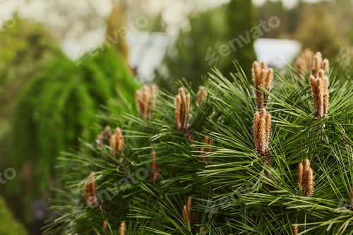 Preview: Young flowering shoots of pine trees on the tops of the pine branches. Decorative trees