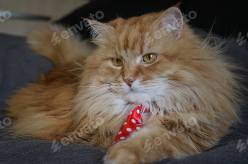 Preview: Fluffy cat