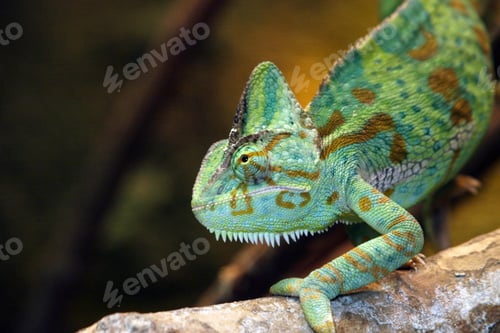 Preview: chameleon, reptile, pet, coloured, colours