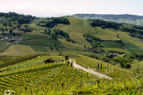 Preview: Vineyards of Langhe, Piedmont, Italy near Alba at May