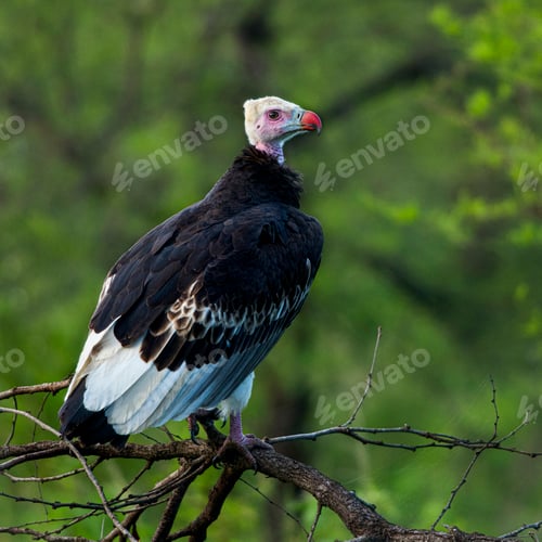 Preview: White headed vulture perched on branch in natural habitat