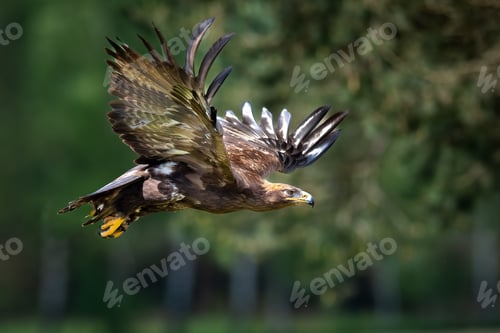Preview: Steppe eagle with wings extended in the sky