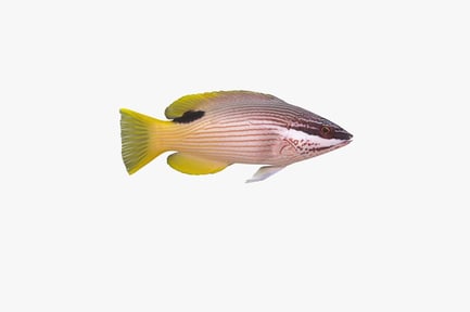 Preview: Yellow grouper with black stripe, lateral view