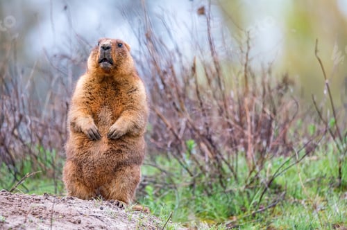 Preview: Bobak marmot or Marmota bobak in steppe