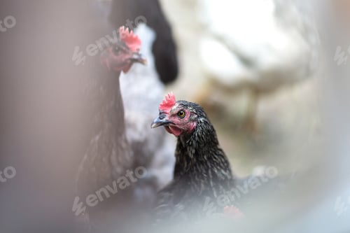 Preview: Portrait of chicken in crowded barn with fog