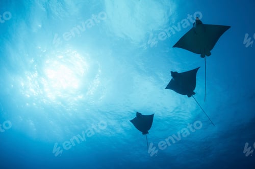 Preview: Eagle rays (aetobatus narinari) swimming, underwater view, Cancun, Mexico