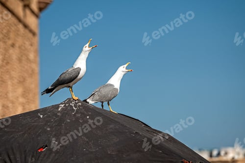 Preview: Two seagulls vocalizing while perched on a rooftop in Essaouira, Morocco under a blue sky.