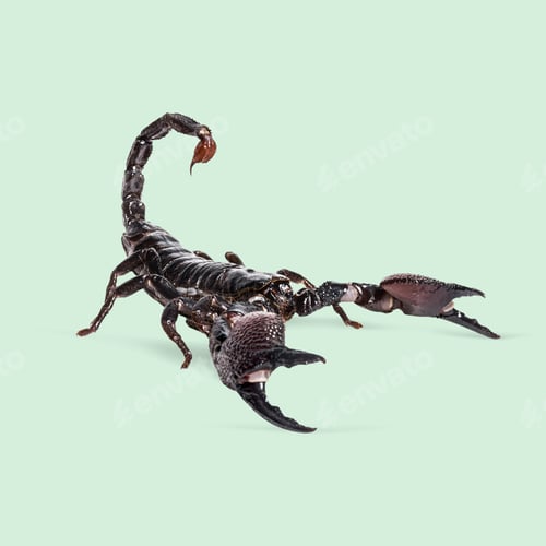 Preview: Studio shot of a menacing giant forest scorpion raising its tail and claws on a light green