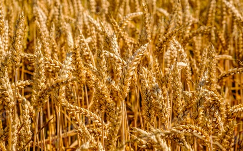 Preview: Wheat field close up of golden steems growing in sun