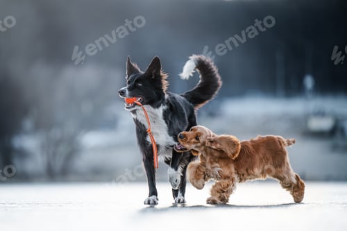 Preview: Energetic red English Cocker Spaniel and black-and-white Border Collie playfully run on icy surface