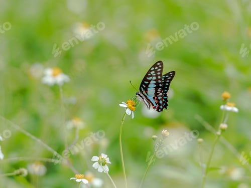 Preview: Beautiful Butterfly on Daisy in Green Field