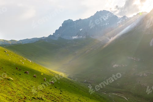 Preview: mountain landscape with free cows